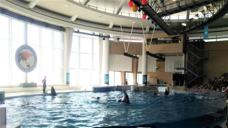 大洗水族館イルカショー